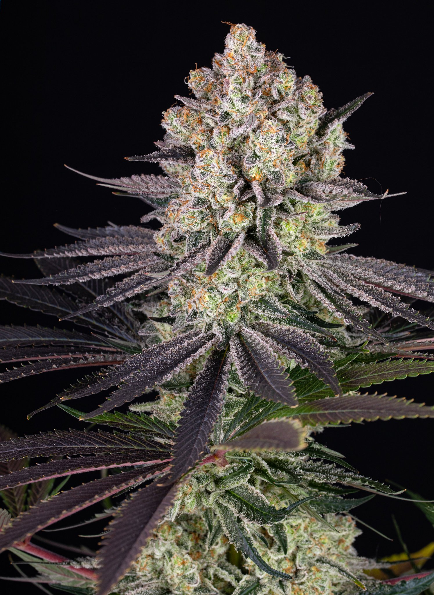 Ancient Forest Pizza